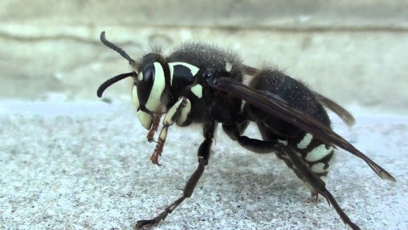 Оса Yellow Jacket