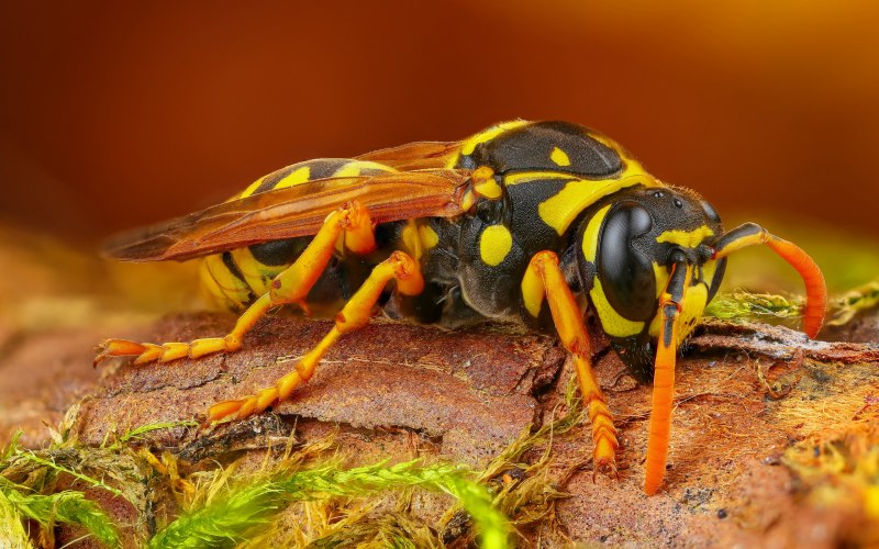 Vespa mandarinia гнездо