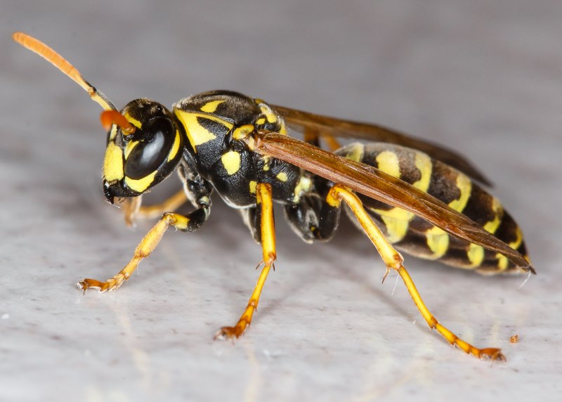 Vespa mandarinia Шершень