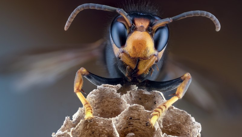 Wasp насекомое