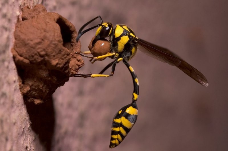 Шершень Yellow Jacket