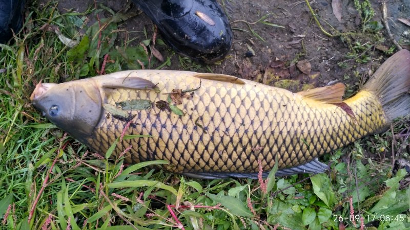 Карп (Cyprinus Carpio)