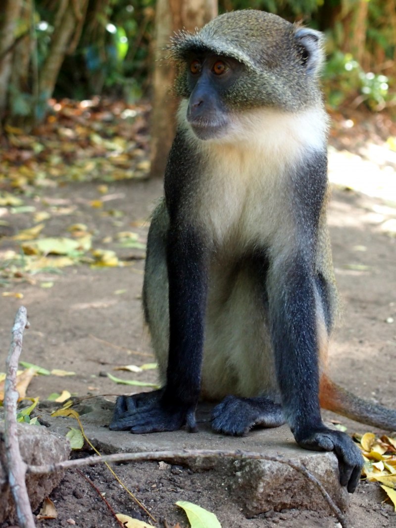 Cercopithecus albogularis