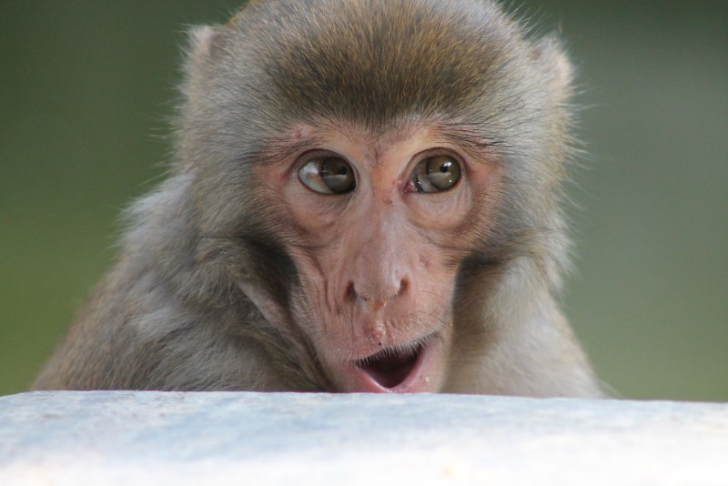 Miopithecus talapoin (talapoin)