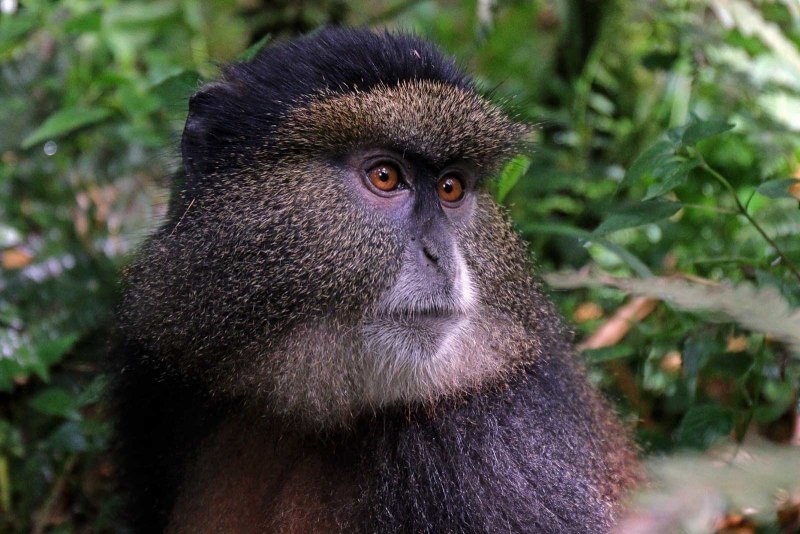 Chlorocebus sabaeus