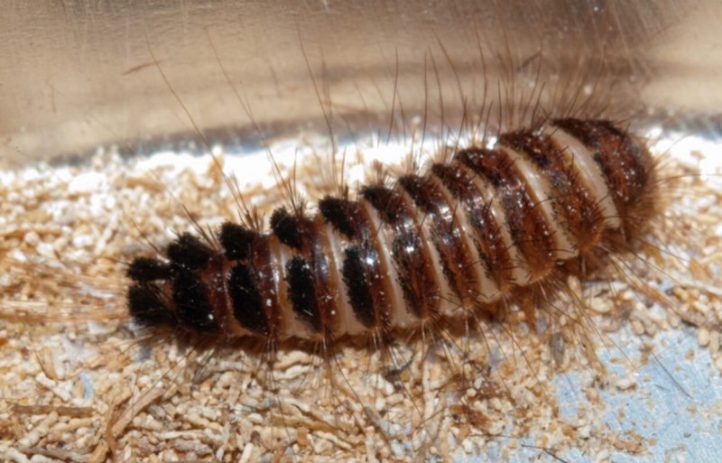 Brown Carpet Beetle Larva