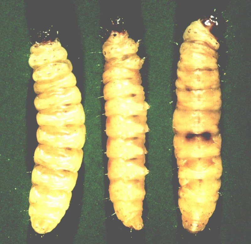 Личинка Diptera Larvae
