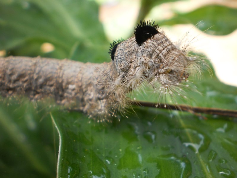 Коричневый Caterpillar гусеница маленькая