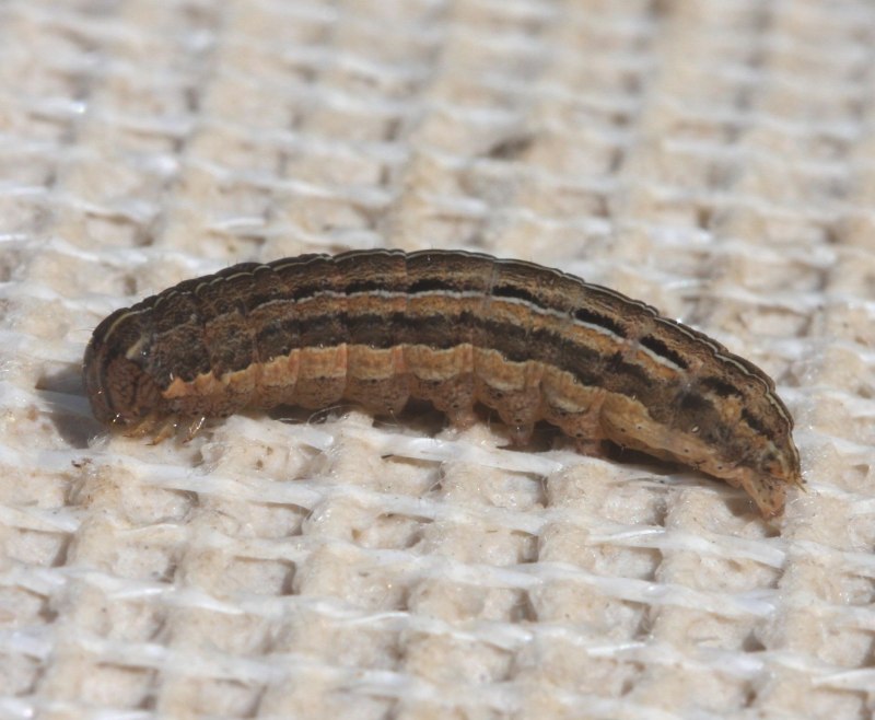 Heterorhabditis bacteriophora