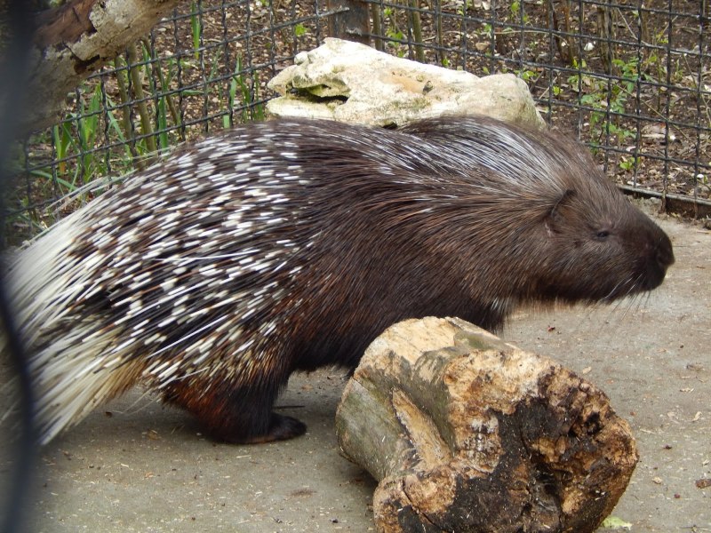 Дикобраз hystrix cristata