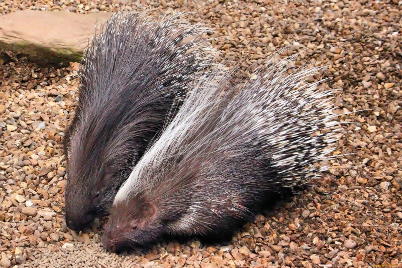 Дикобраз hystrix cristata