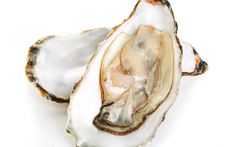 Pearl Oyster Shell