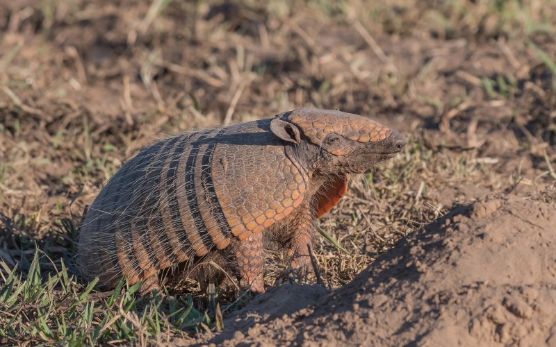 Tolypeutes tricinctus