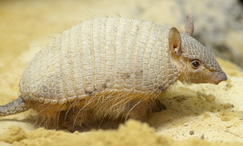 Chaetophractus villosus