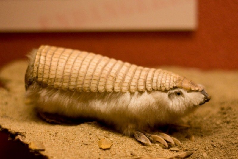 Плащеносный броненосец (Chlamyphorus truncatus)