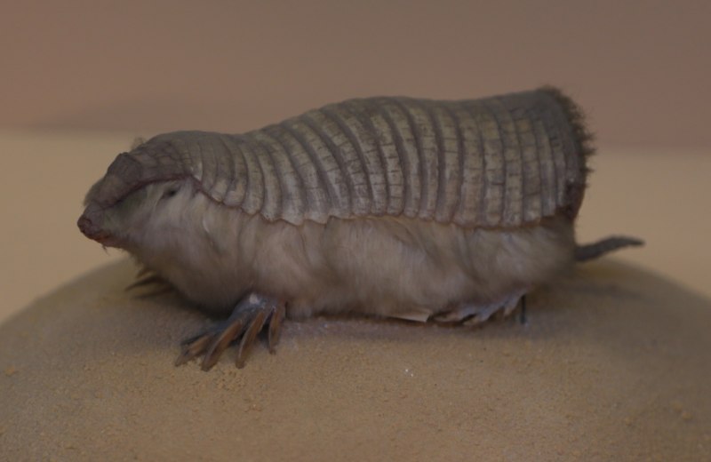 Плащеносный броненосец (Chlamyphorus truncatus)