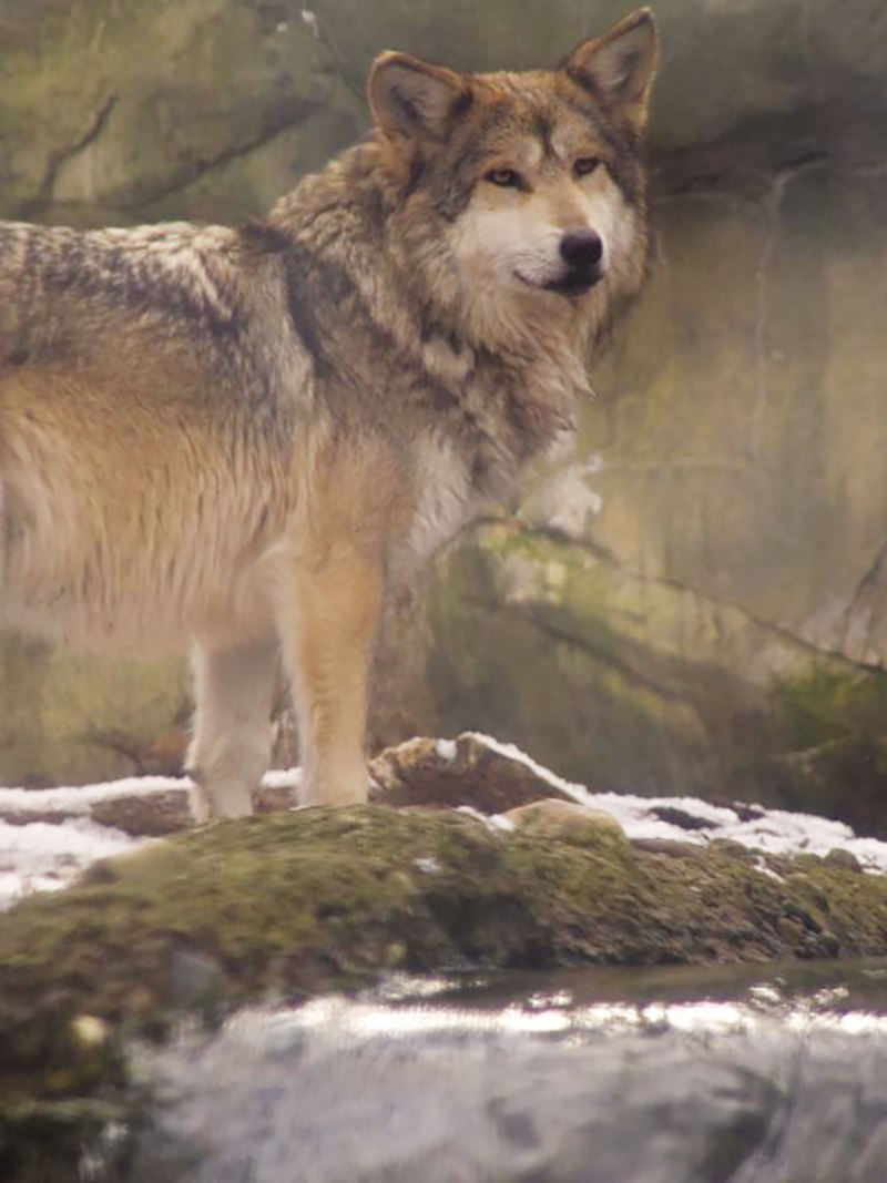 Canis Lupus baileyi
