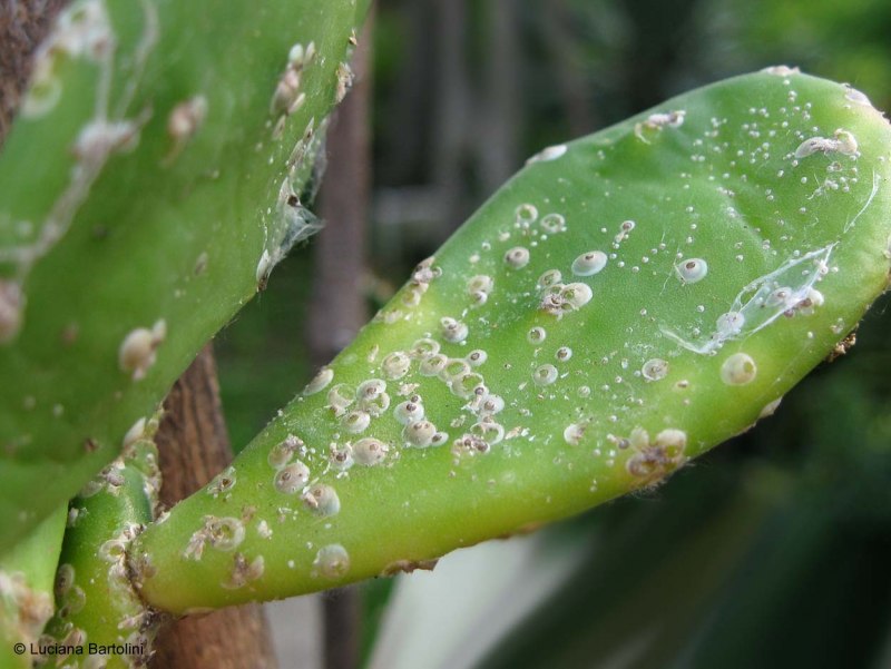Бурая ржавчина (Puccinia triticina)