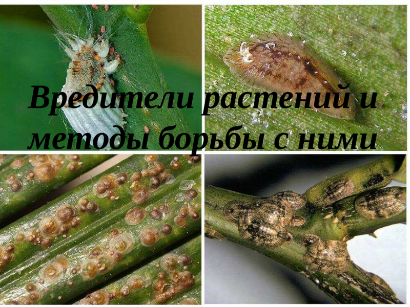 Ложнощитовка Тиссовая