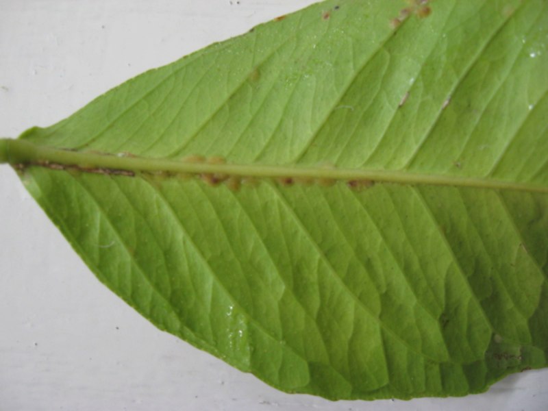 Западный цветочный трипс Frankliniella occidentalis