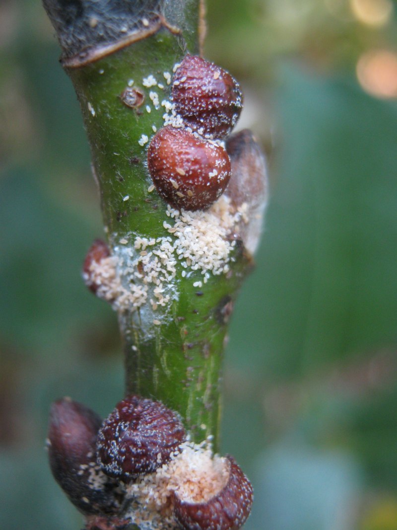 Щитовка розанная (Aulacaspis Rosae)