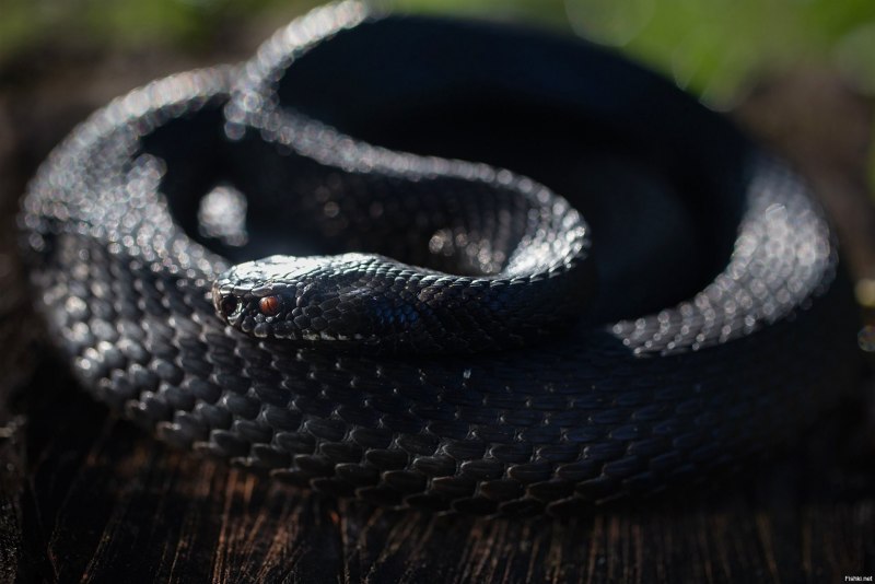 Ahaetulla mycterizans