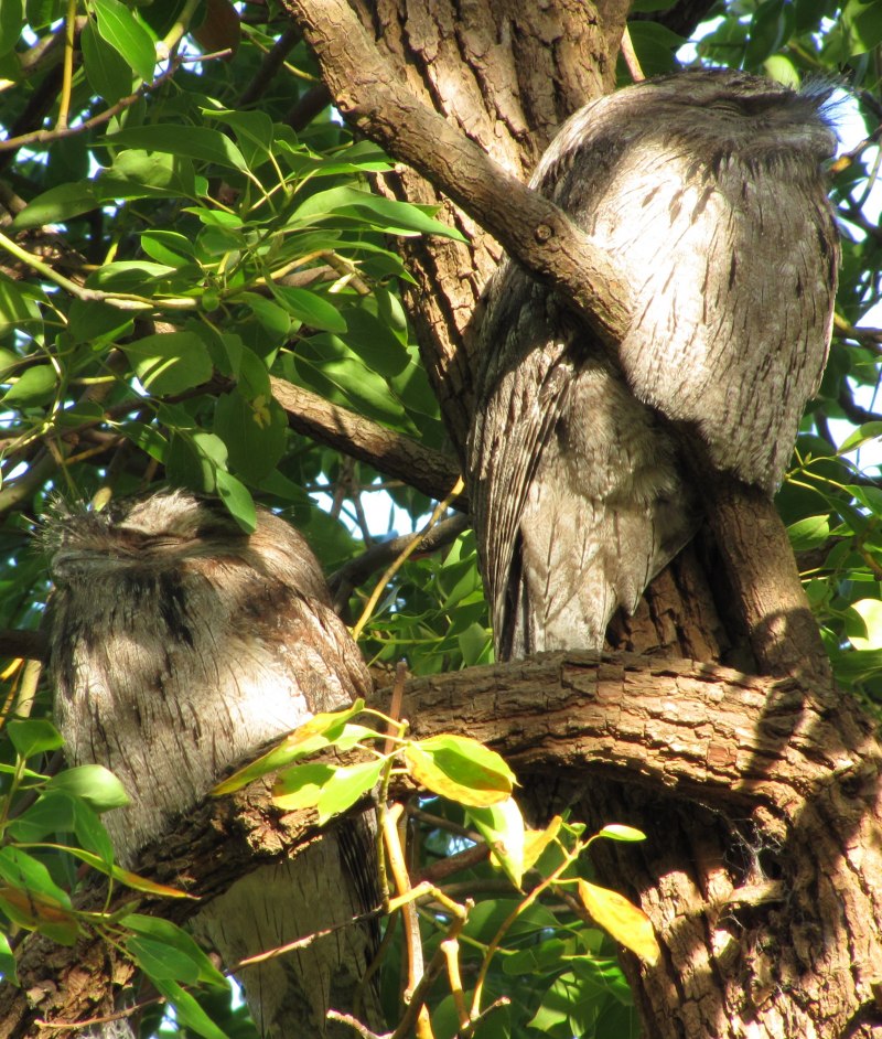 Tawny Frogmouth птица