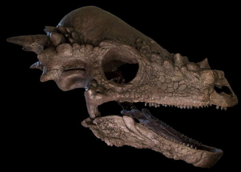 Pachycephalosaurus wyomingensis.