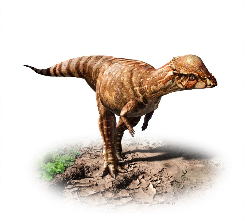 Acrotholus audeti