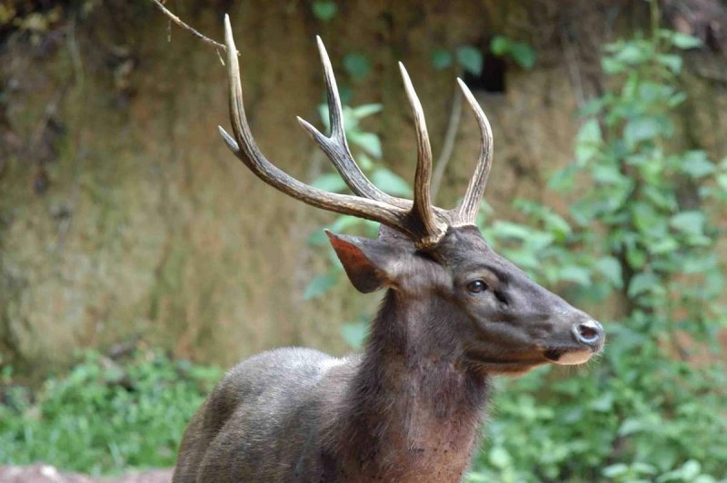 Индийский замбар rusa Unicolor)