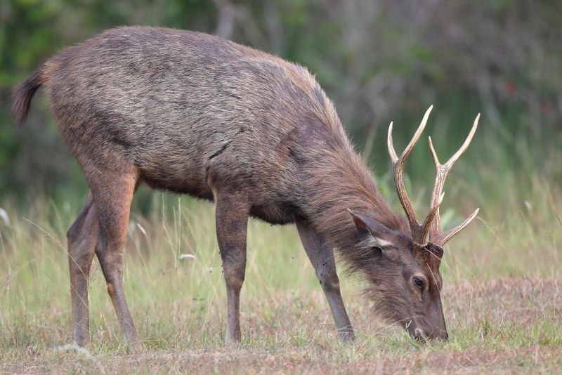 Barasingha Deer Painting