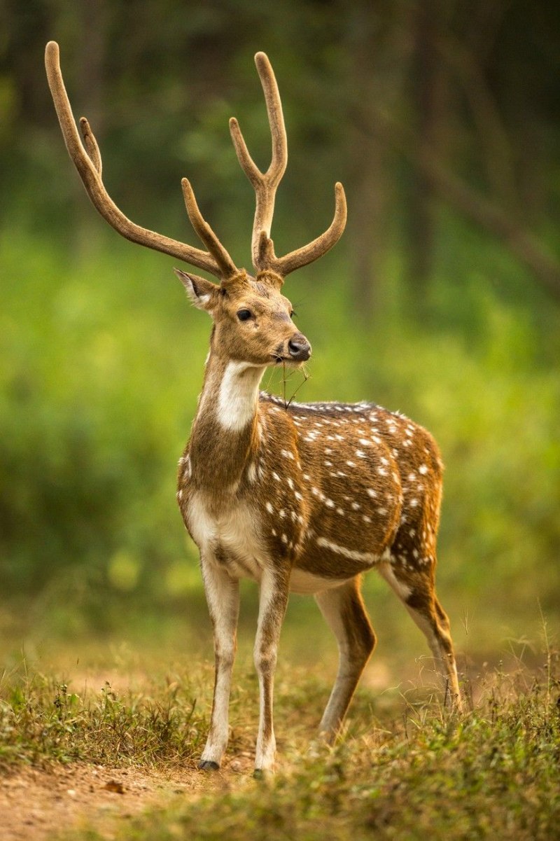 Вилорог (Antilocapra Americana) -
