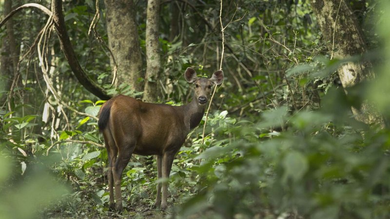 Gazella bennettii