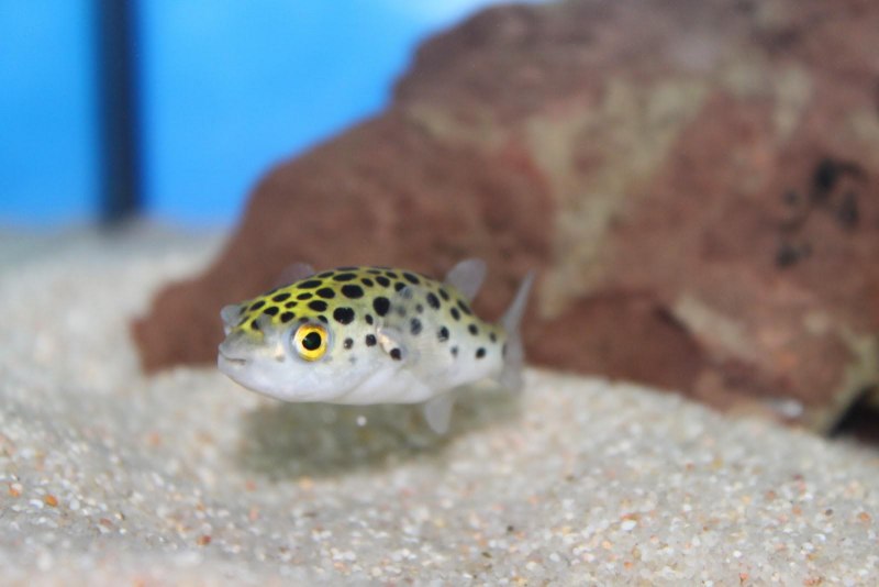 Cirrhitichthys Falco