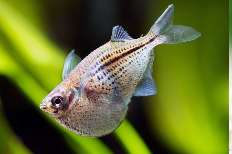 Etmopterus perryi