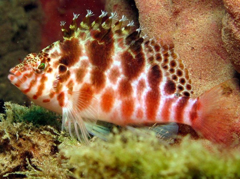 Попугай синий тигровый Hybrid Cichlid