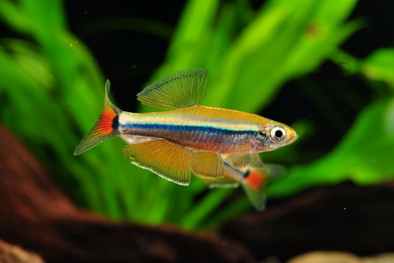 Cirrhitichthys aprinus