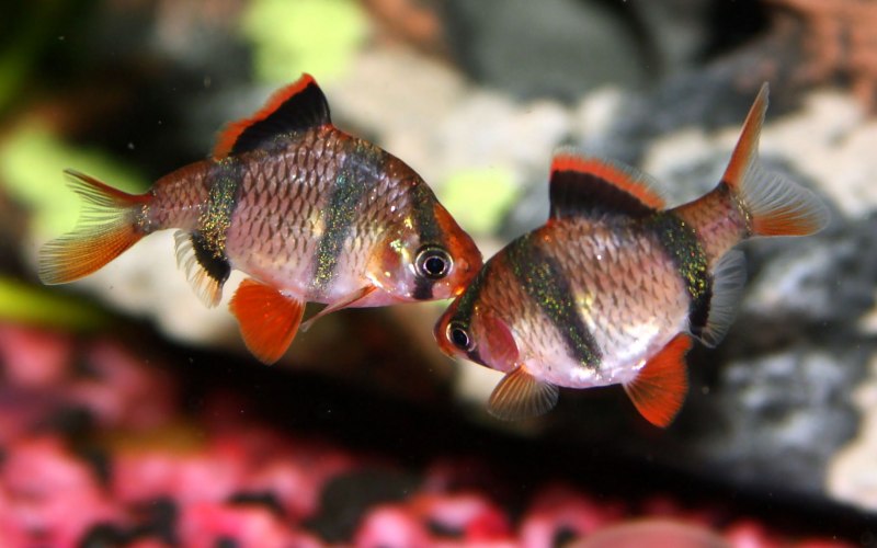 Hippocampus bargibanti