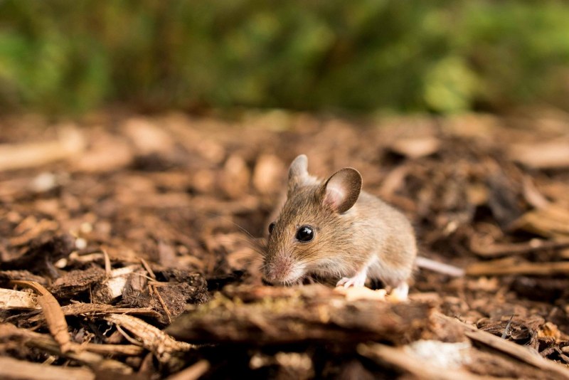 Microtus pennsylvanicus
