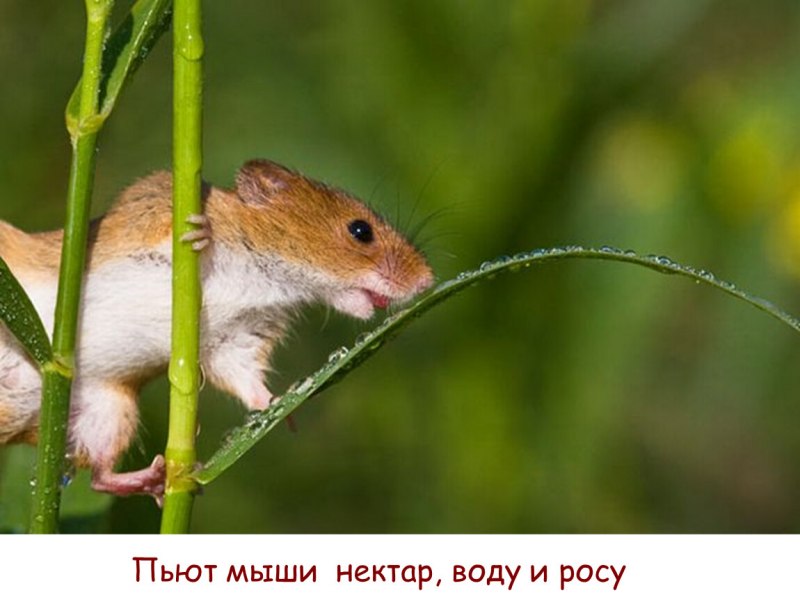 Мышка на травинке