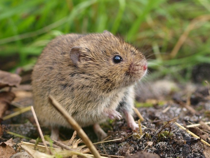 Полевка (Apodemus agrarius)