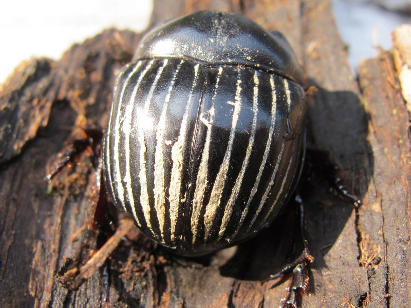 Canthon indigaceus