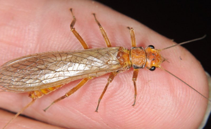 Веснянки (Plecoptera) Имаго