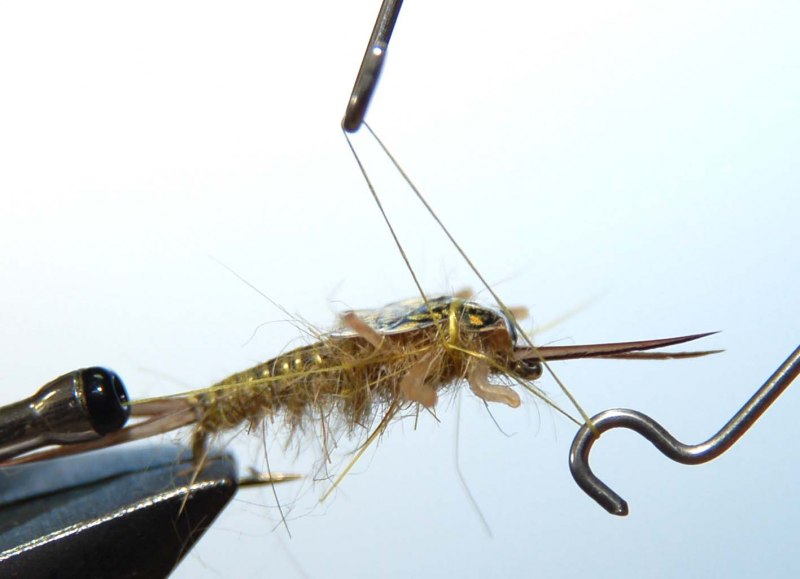 Stonefly nymph