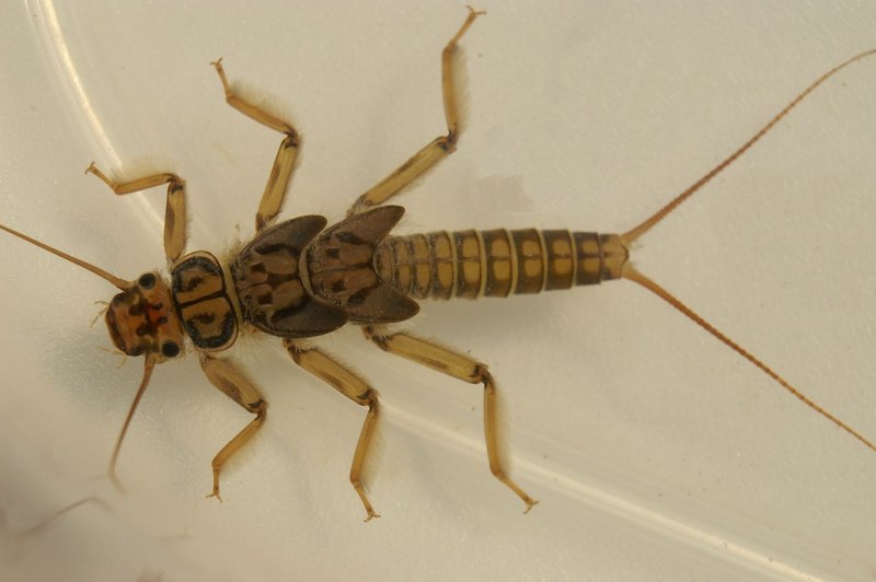 Веснянки (Plecoptera) личинка