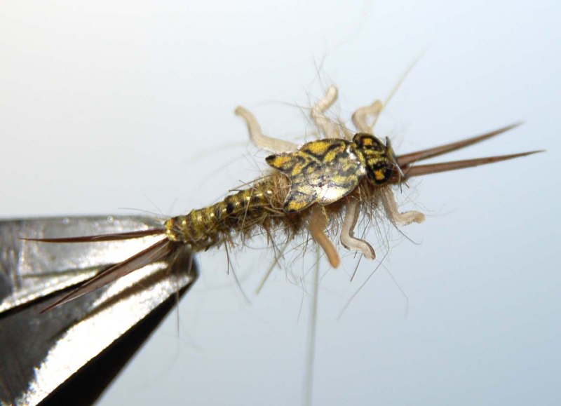 Stonefly nymph SBS