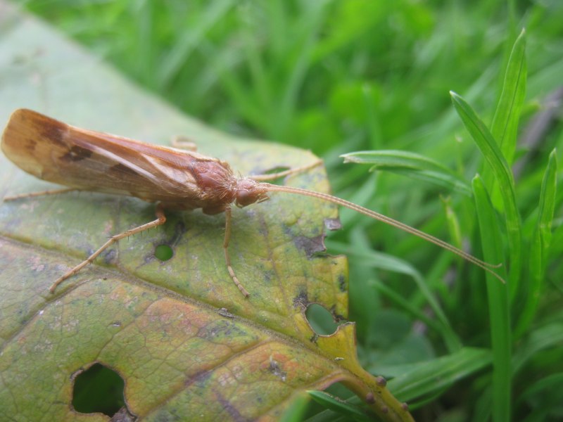 Limnephilus rhombicus