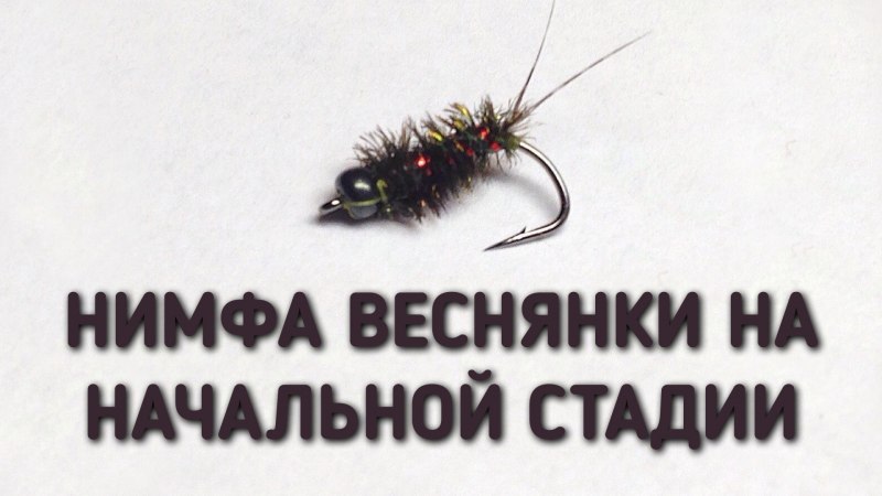 Нимфа Веснянка на начальной стадии