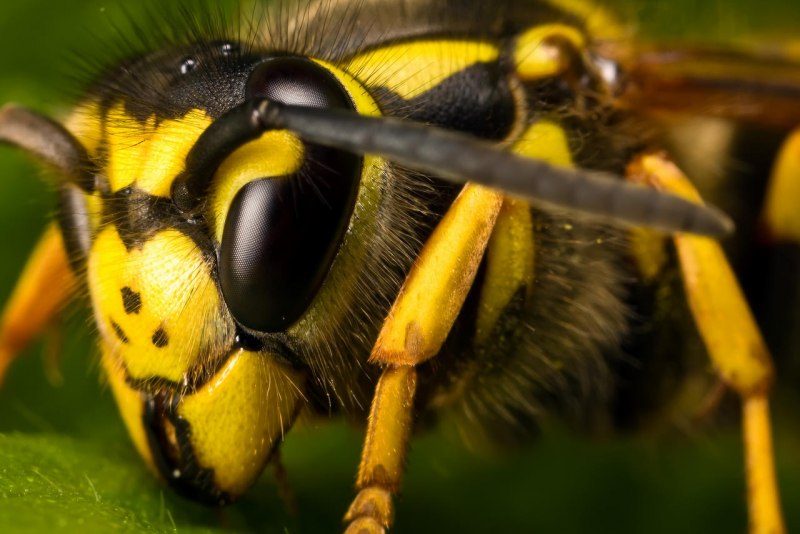 73-Оса (Wasp