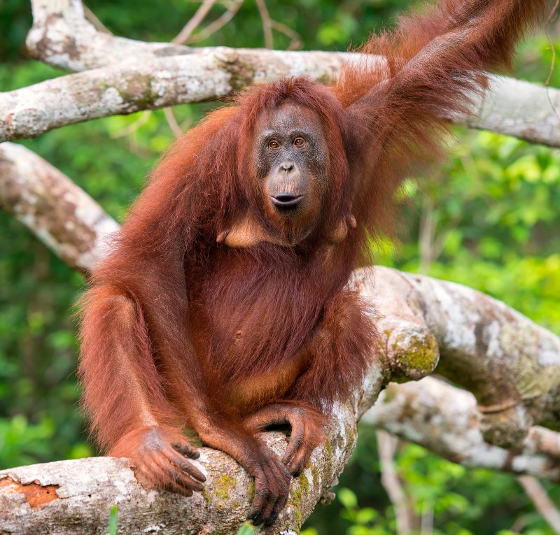 Орангутан (pongo pygmaeus)